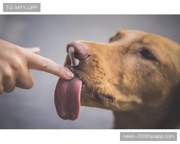 护脸动作为什么不算手球犯规？规则背后的微妙界限解析